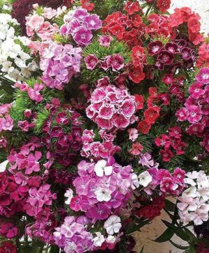 Sweet William Vesuvio