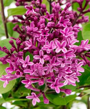 Syringa Bloomerang Dark Purple