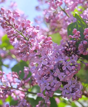 Syringa vulgaris (Fragrant Lilac)