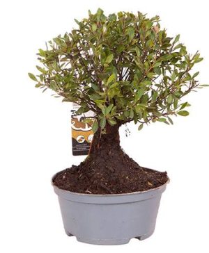 Syzygium Bonsai Ball