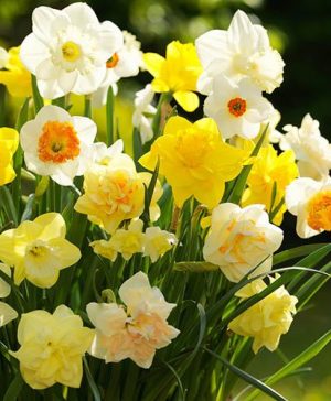 Tall Mixed Daffodils