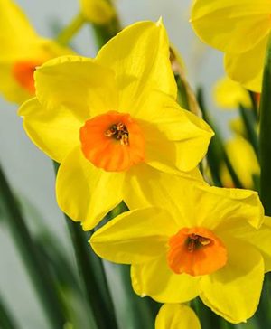 Tazetta Daffodil Narcissus Hoopoe