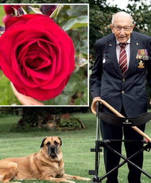 The Captain Tom Rose