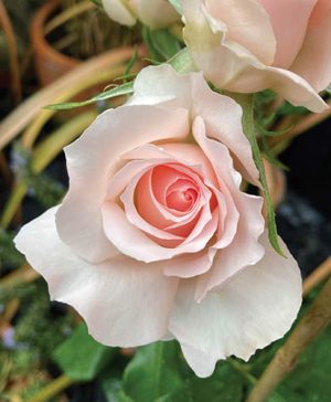 The Queen Elizabeth II Rose