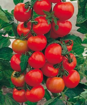 Tomato Alicante Seeds