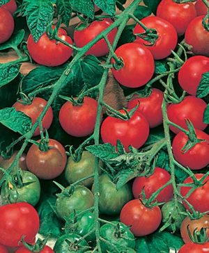 Tomato Gardeners Delight Seeds