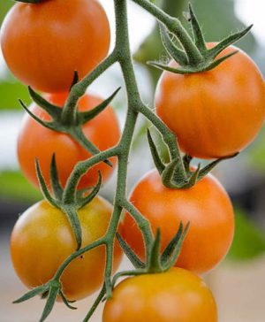 Tomato Orange Paruche