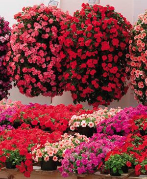 Trailing Busy Lizzie Summer Waterfall