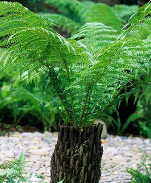 Tree Fern Dicksonia antarctica