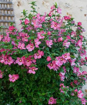 Tree Hollyhock Hibiscus syriacus Woodbridge