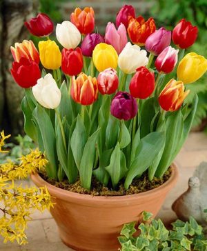 Triumph Tall Tulip Mix