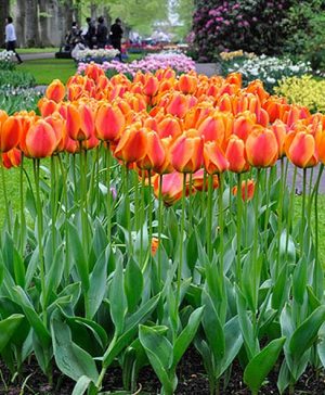 Tulip Apeldoorn Elite