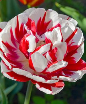 Tulip Carnaval de Nice