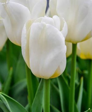 Tulip City of Vancouver