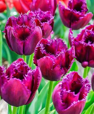 Tulip Curly Sue