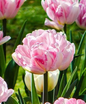 Tulip Double Pink