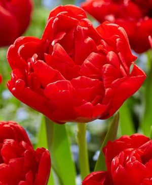 Tulip Double Red