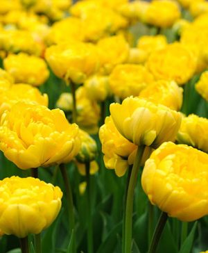 Tulip Double Yellow