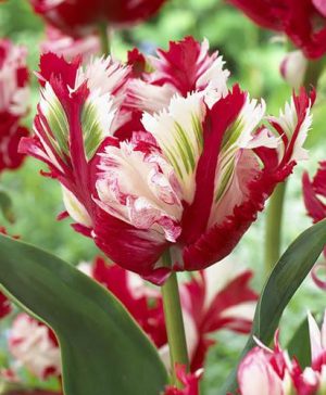 Tulip Estella Rijnveld