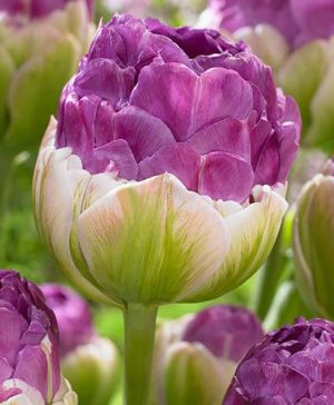 Tulip Exquisit Bulbs