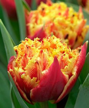Tulip Gold Dust