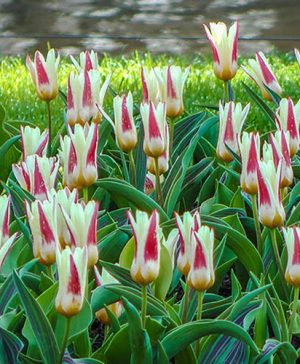 Tulip Johann Strauss