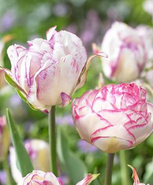 Tulip Mixture Double Touch and Shirley Double