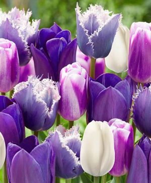 Tulip Paradise Purple Mix