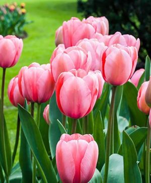 Tulip Pink Impression