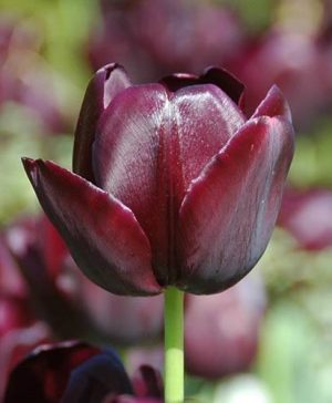 Tulip Queen of Night