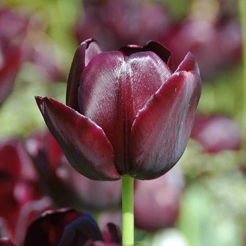 Tulip Queen of Night