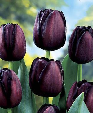 Tulip Queen of the Night