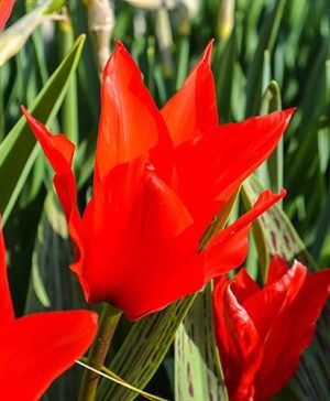 Tulip Red Riding Hood