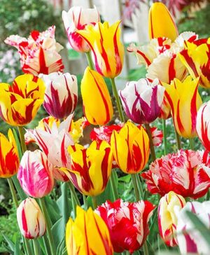 Tulip Rembrandt Mix