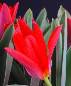 Tulip Scarlet Baby