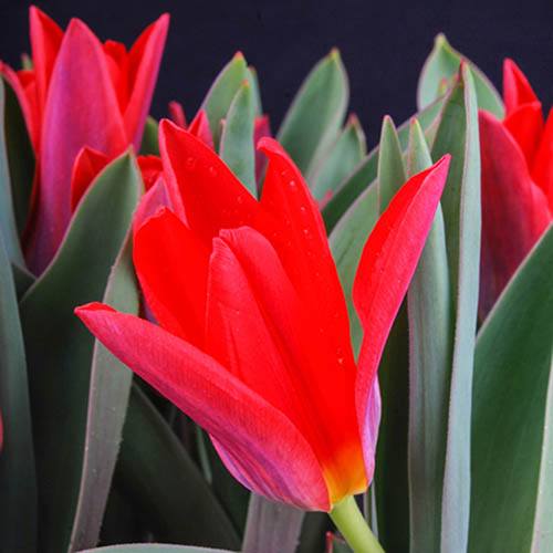 Tulip Scarlet Baby