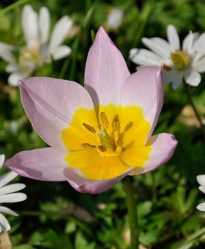 Tulip Species bakeri Lilac Wonder