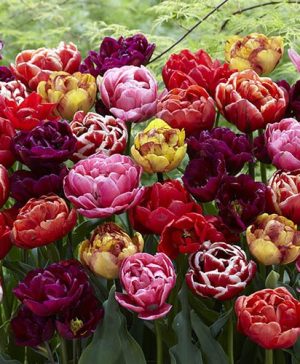 Tulip Springtime Doubles Mix
