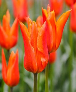 Tulip Synaeda Orange