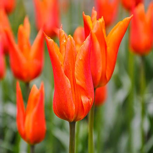 Tulip Synaeda Orange