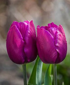 Tulip Triumph Purple