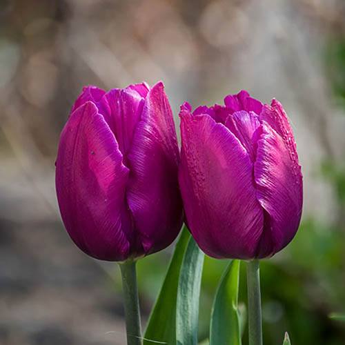 Tulip Triumph Purple