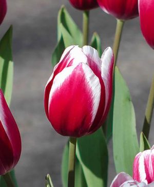 Tulip Triumph Red & White Bicolour