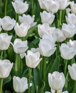 Tulip Triumph White