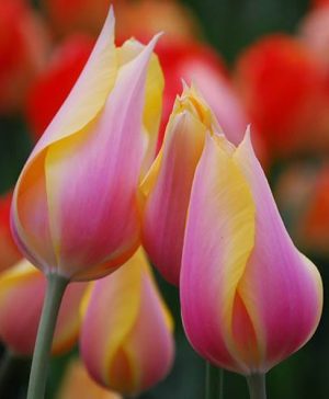 Tulip Tulipa Blushing Lady