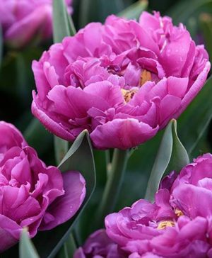 Tulip Tulipa Double Purple