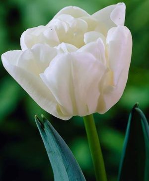 Tulip Tulipa Double White