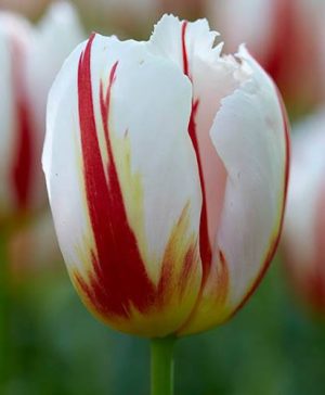 Tulip Tulipa Happy Generation