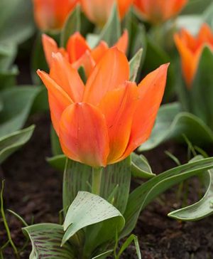 Tulip Tulipa Orange Toronto