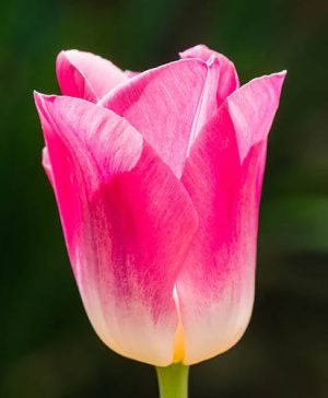 Tulip Tulipa Triumph Pink & White Bicolour